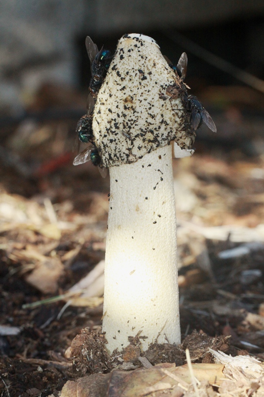 Phallus ravenelii